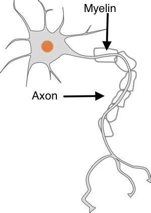 The Myelin Sheath & Axon Repair | Study.com