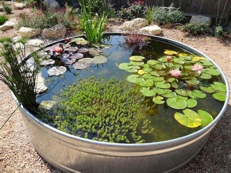 Nice combination of aquatic plants in a huge stock tank... this is one ...