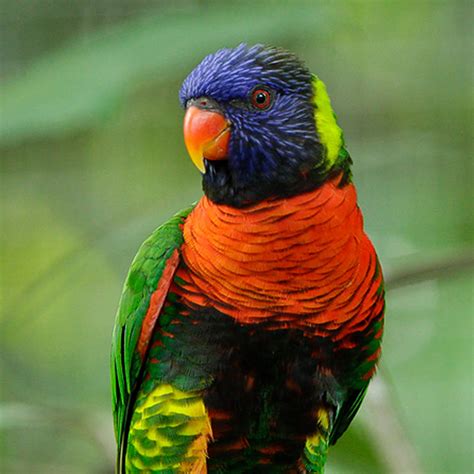 Rainbow Lorikeet - Jurong Bird Park