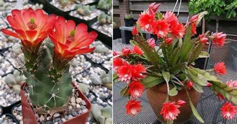 7 Beautiful Cactus with Red Flowers | Red Cactus Varieties