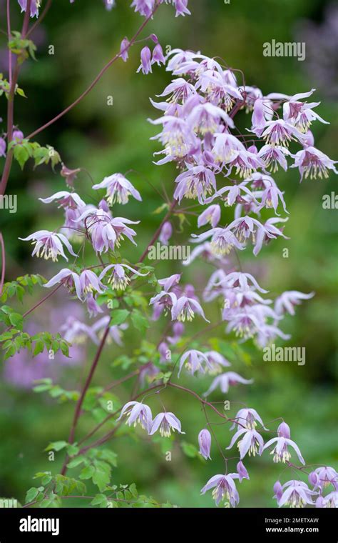 Thalictrum delavayi v acuminatum CHECK Stock Photo - Alamy