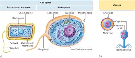 Micro Ch 1 Main Themes of Microbiology Diagram | Quizlet