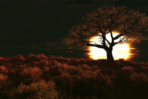 fondo de pantalla de árbol oscuro,cielo,árbol,naturaleza,paisaje ...