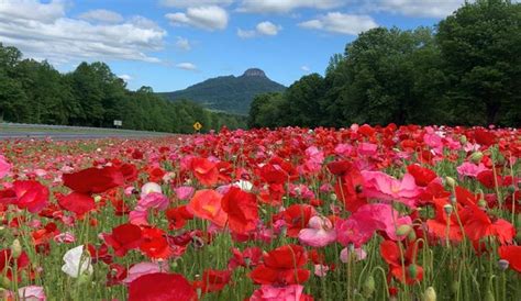 Prized Pollinators: 2022 Wildflower Awards