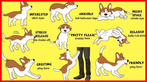 Dogs' Body Language Explained - YouTube