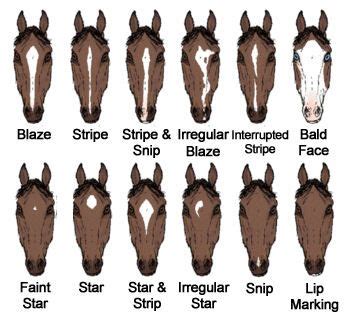 Horse Face Markings Chart