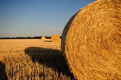 Free Images : plant, hay, bale, field, wheat, summer, food, crop, autumn, soil, agriculture ...