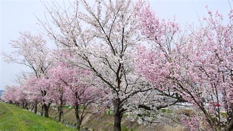 DISCOVERING TOYAMA, JAPAN - Cherry blossoms and TAKASE Shrine - YouTube