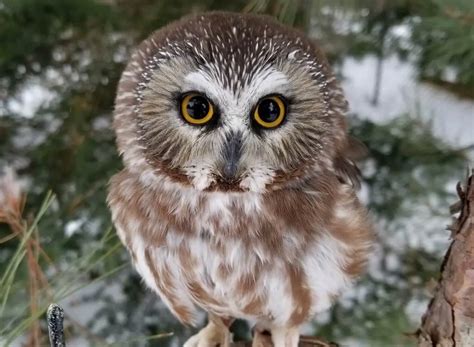 What is the Smallest Owl in North America? (A Full Guide) | Learn Bird ...