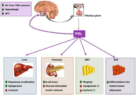 Prolactin regulation of energy balance and metabolic homeostasis and... | Download Scientific ...