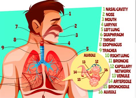 sebutkan Gangguan atau Penyakit pada Sistem Pernapasan Manusia dan Penyebabnya - Dirga Satya