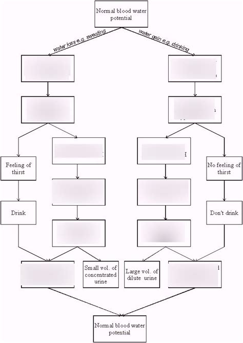 Osmoregulation Diagram | Quizlet