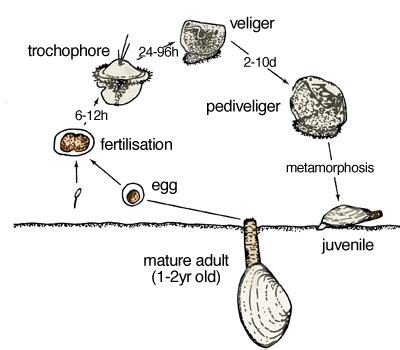 Mollusca - Kingdom Animalia