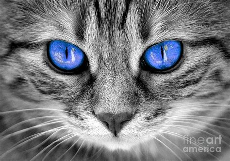 Blue Eyes Gray Cat Photograph by Stefan Banica - Fine Art America