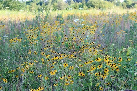 Field Wildflower Summer - Free photo on Pixabay - Pixabay