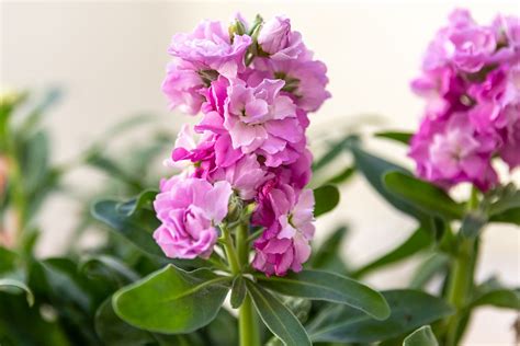 How to Grow and Care for Stock Flowers