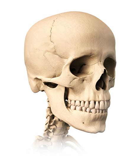 Anatomy of human skull, side view Poster Print by Leonello Calvetti/Stocktrek Images - Item ...