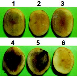 Attenuation of potato pathogenicity of Erwinia carotovora by recombinant QsdH- producing E. coli.