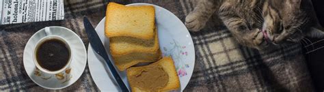 Can Cats Eat Peanut Butter? | Cat Care Advice | The Rescue Vets