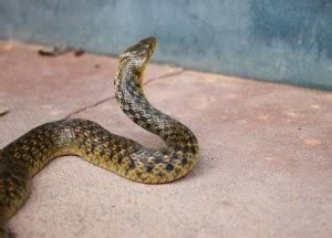 Snake Poop 101: Identification & Dangers [with Pictures]