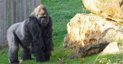 Chimpanzee vs Gorilla: What’s the Difference? - A-Z Animals