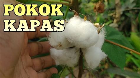 POKOK KAPAS. Cara Menanam dari benih sehingga tuai - YouTube