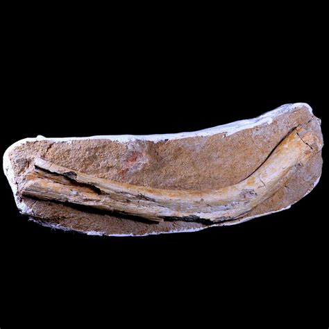 XXL 19.5 Plesiosaur Fossil Rib Bone in Matrix Cretaceous - Etsy | Fossil, Rib bones, Dinosaur era