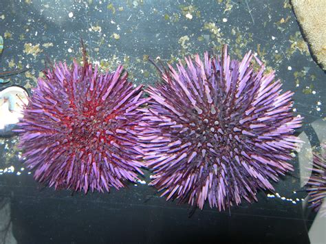 Sea Urchins’ Teeth and Aristotle’s Lantern | The Living Coast Discovery Center