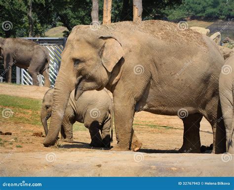 Elephants stock image. Image of park, wild, baby, wildlife - 32767943