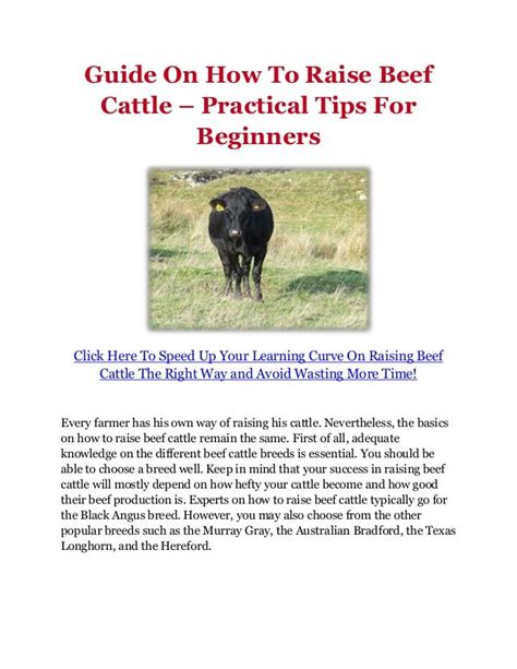 Guide On How To Raise Beef Cattle – Practical Tips For Beginners