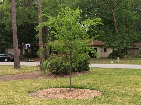 Our Drake Elm we planted last Fall. It's exploding with new growth... Photo taken in early ...