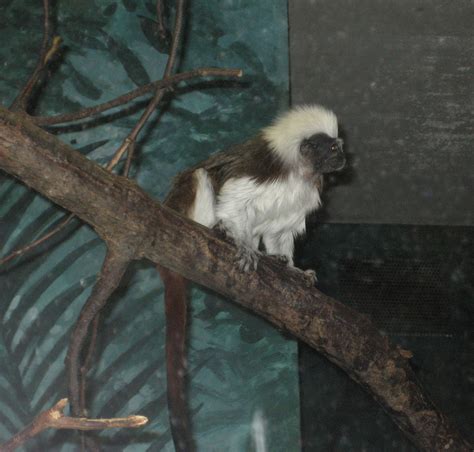 Tamarin | primate | Britannica