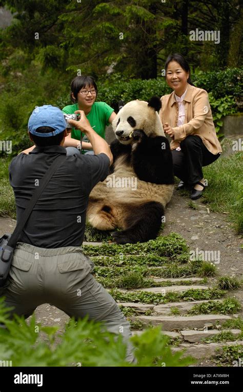 Giant panda Family: Ailuropodidae. Wolong China Conservation and Research Center for the Giant ...