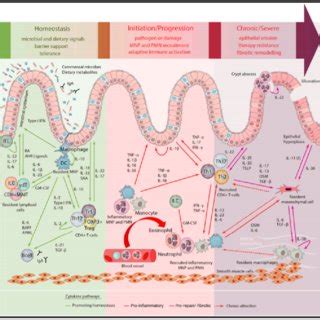 Mucosal immunology of the gastrointestinal tract (GIT) under... | Download Scientific Diagram