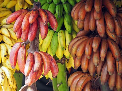 A Guide to Six Different Types of Bananas