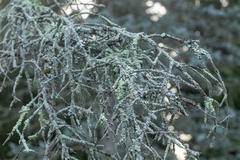 Colorado Blue Spruce | Arnold Arboretum