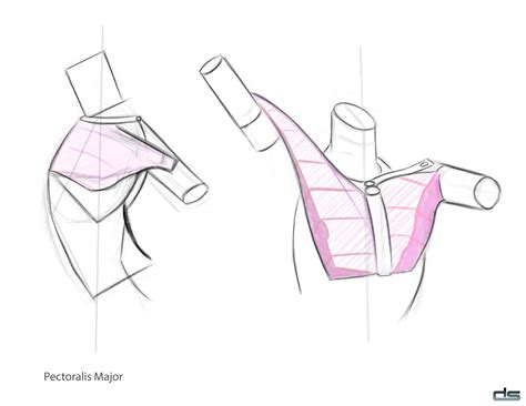 ArtStation - Anatomy Study ( Digital Art )