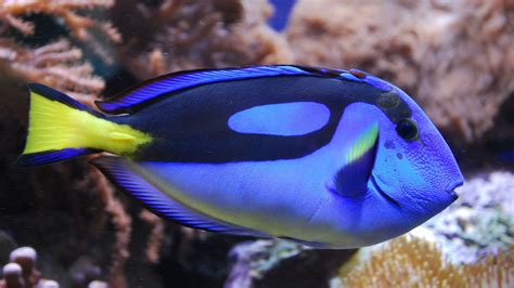 What Kinda Fish Is Dory? Exciting Facts You Need To Know