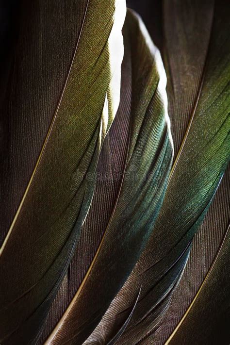 Several Brown Duck Feathers with Green Tint Lying Symmetrically with Natural Shining Stock Photo ...