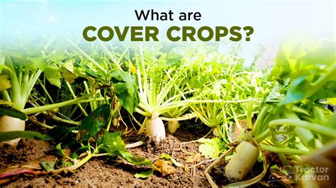 What is Cover Crop - Example, Types & Benefits in India