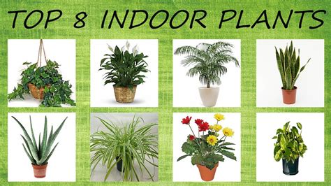 Top 8 Indoor Plants for Air Purification - YouTube