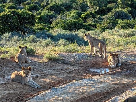 The Ultimate South Africa Safari: Encounter the Big Five in the Wild