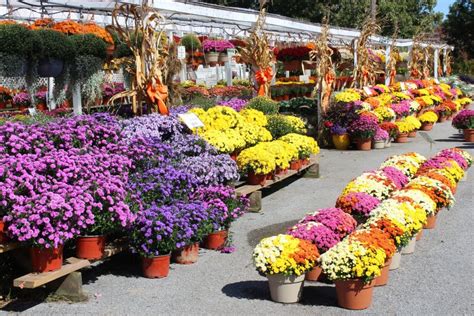 Rows of Hardy Mums and Aster Plants on Wood Shelves at Local Market Stock Photo - Image of ...