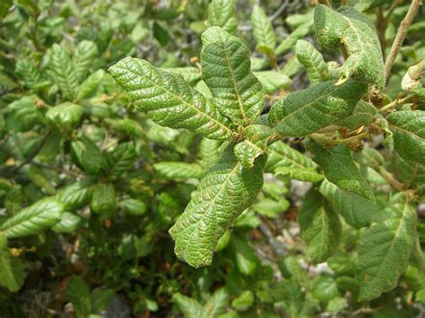 Quercus rugosa | Top side of leaves. From near summit of Mt.… | Flickr