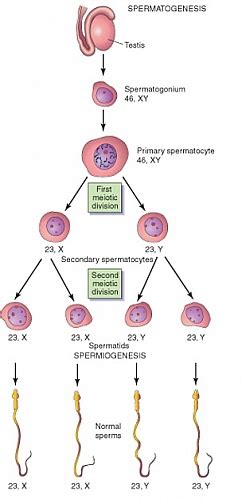 Spermatogenesis Adalah