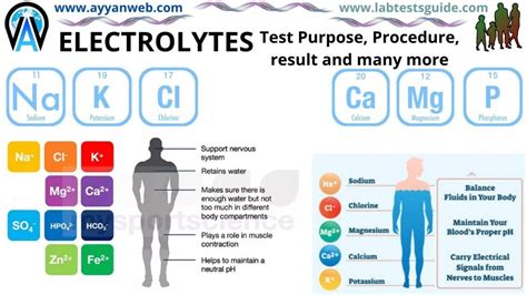 Serum ElectrolytesTest Purpose, Procedure, Results And More | LTG