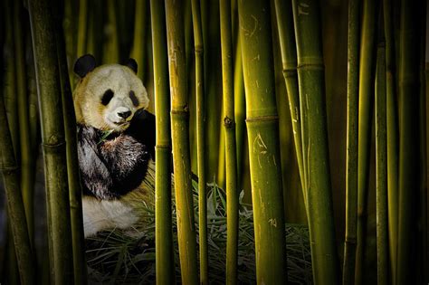 Chinese Panda Bear Among The Bamboo Trees Photograph by Randall Nyhof