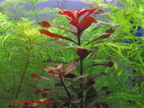 Ludwigia palustris sp. Red @2018y08m21d | Plant species, Species, Plants