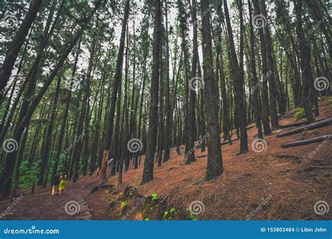 Pine Forest in Vagamon Hills is One of the Best Tourist Place in Kerala Editorial Stock Image ...