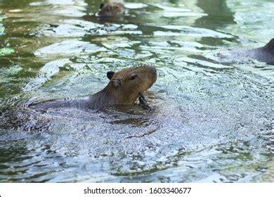 678 Capybara Swimming Images, Stock Photos & Vectors | Shutterstock